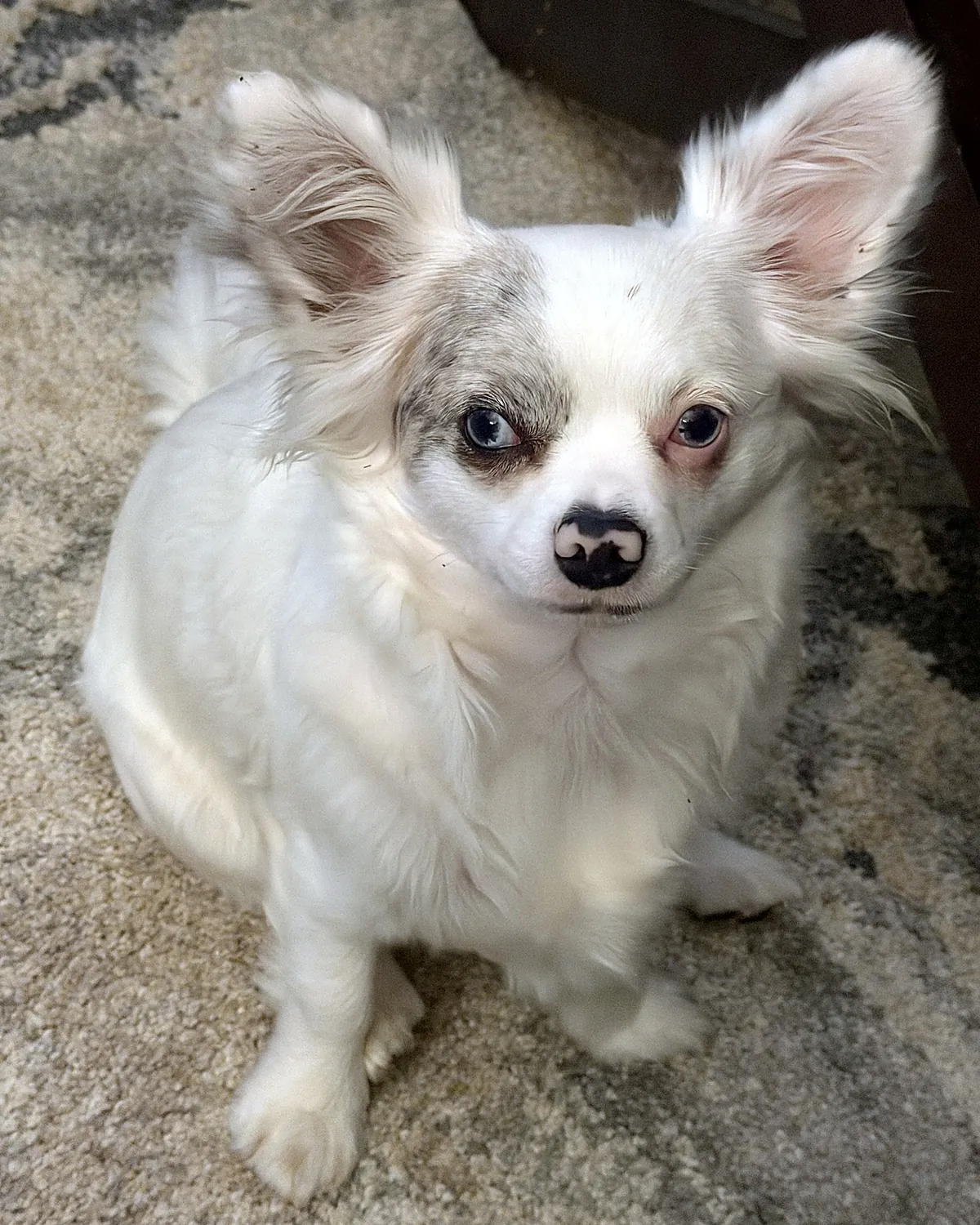 Zara, the owner’s white long-haired dog with blue eyes